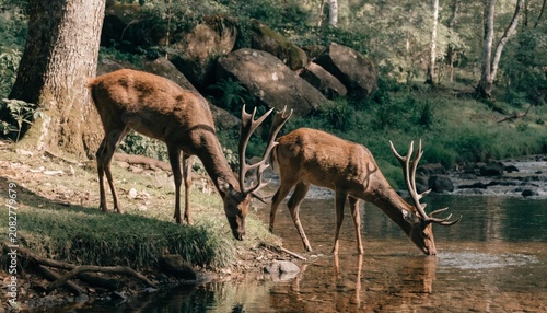Schilderij op canvas Sambar deer grazing and drinking water in its Natural Habitat in the forest of Central India