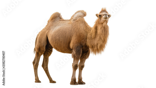 Photos Dromedary camel with one hump tan fur, standing profile view