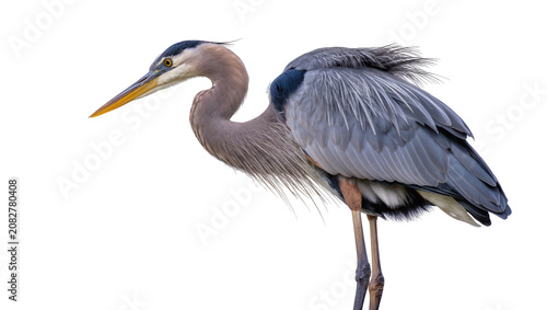 Bild auf Leinwand Great Blue Heron bird with long beak and grey feathers