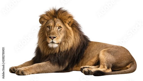 Majestic male lion with full mane lying down