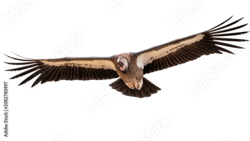 Canvastavla Andean Condor bird flying with wide wingspan