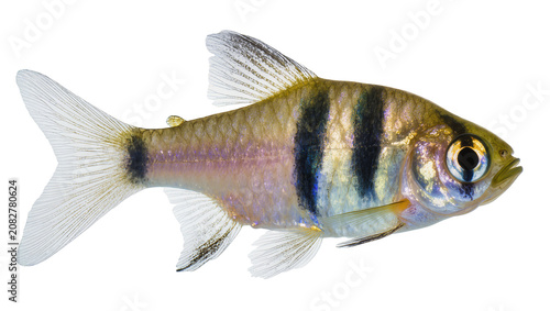 Tableau sur toile Tiger Barb Fish with Vertical Black Stripes and Iridescent Scales
