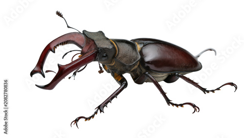 Billede på lærred Male Stag Beetle with Large Mandibles