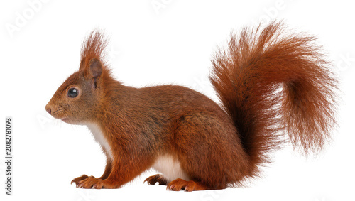 Fotografie Red squirrel with bushy tail and tufted ears