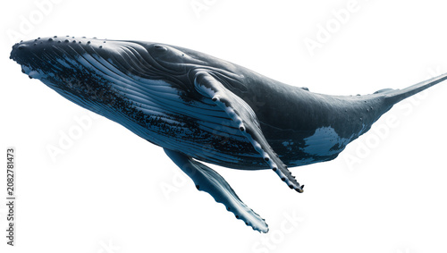 Bild auf Leinwand Humpback whale swimming, detailed view of pectoral fins and ventral pleats