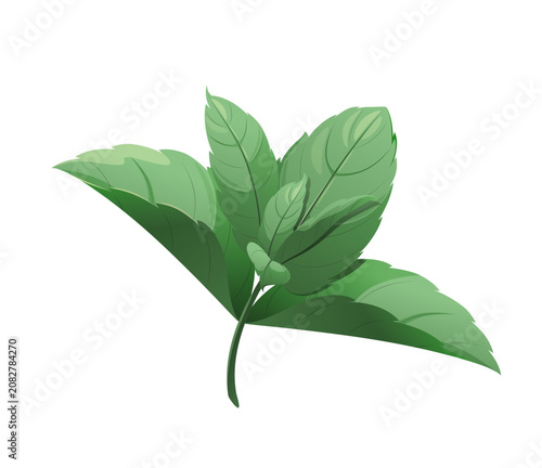 Mint leaves on a white background. Herbs. Vector illustration.
