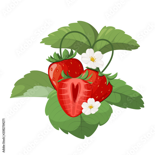 Strawberry plant with ripe berries illustration.
