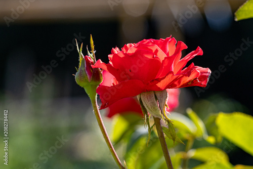 Red Rose Flower Bloom Garden Nature Plant Bud Sunlight Closeup