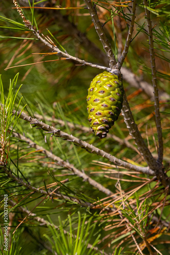 Green Pine Cone on Conifer Branch with Needles, Forest Nature and Evergreen Tree Close Up