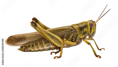 Obraz na płótnie Green and yellow grasshopper insect with large wings and antennae
