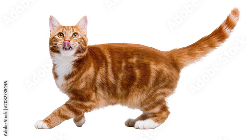 фотографія Orange tabby cat with white chest and paws licking its nose