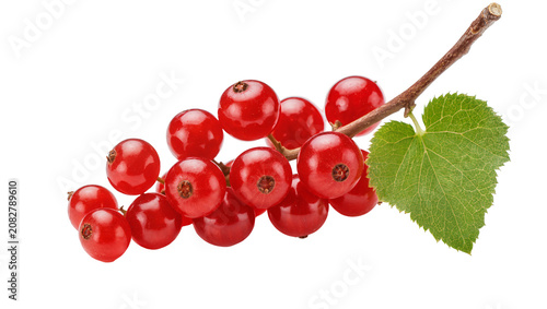 Obraz na płótnie Redcurrant berries on branch with green leaf