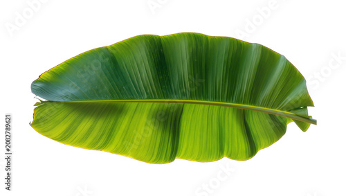 Large green banana leaf with yellow variegation