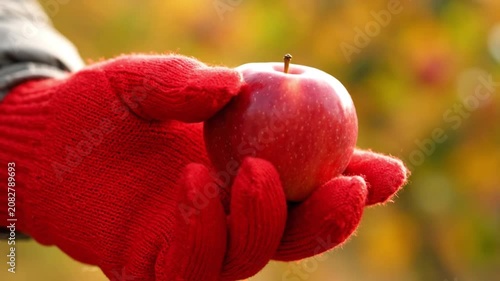 Close-up of a hand in red knitted glove holding a ripe red apple in autumn orchard, cinematic lighting