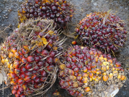 Fresh oil palm fruit bunches (FFB) ready for processing at palm oil mill