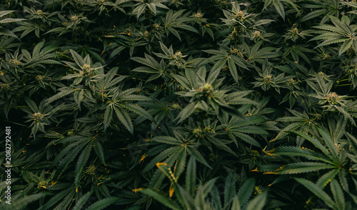 Canvastavla Dense cannabis foliage closeup background for indoor cultivation banner and herb