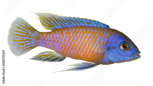Billede på lærred Blue and orange striped cichlid fish