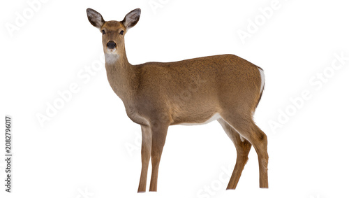 Εκτύπωση καμβά Doe deer standing profile view
