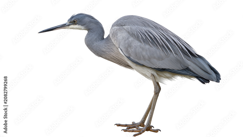 Obraz premium Gray heron bird with long beak and legs standing