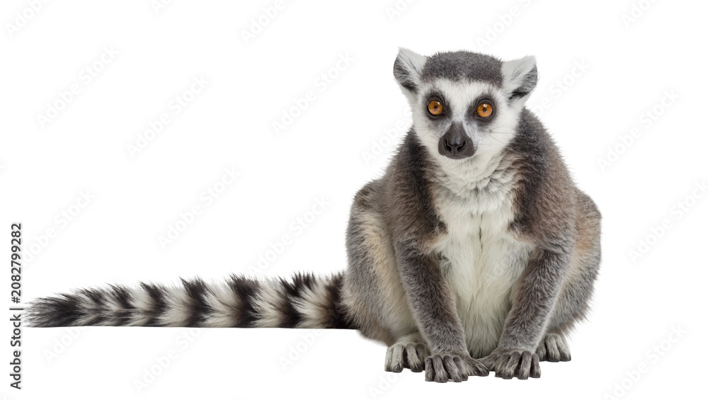 Fototapeta premium Ring-tailed lemur sitting with striped tail extended