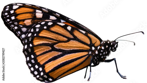 Tableau sur toile Monarch butterfly with orange black, and white wings