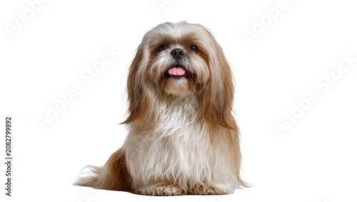 Tableau sur toile Shih Tzu dog with long brown and white fur sitting with tongue out