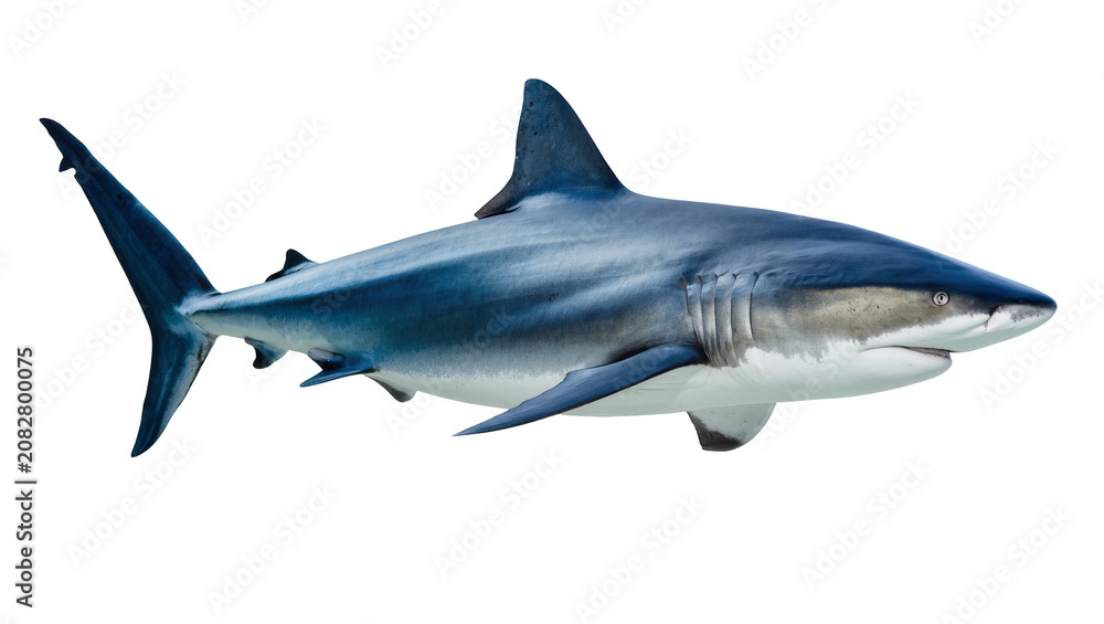 Fototapeta premium Blue shark swimming side view, detailed fins and gills