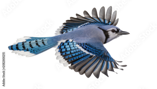 Fotografía Blue Jay bird in flight with wings spread