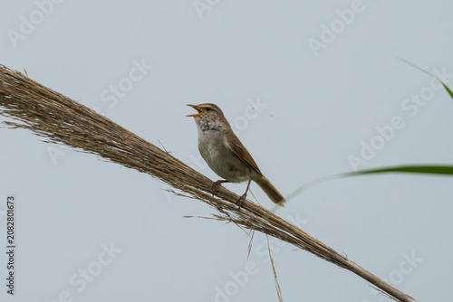 Manchurian Bush Warbler on branch