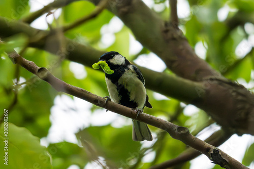 Japanese Tit eating a bug