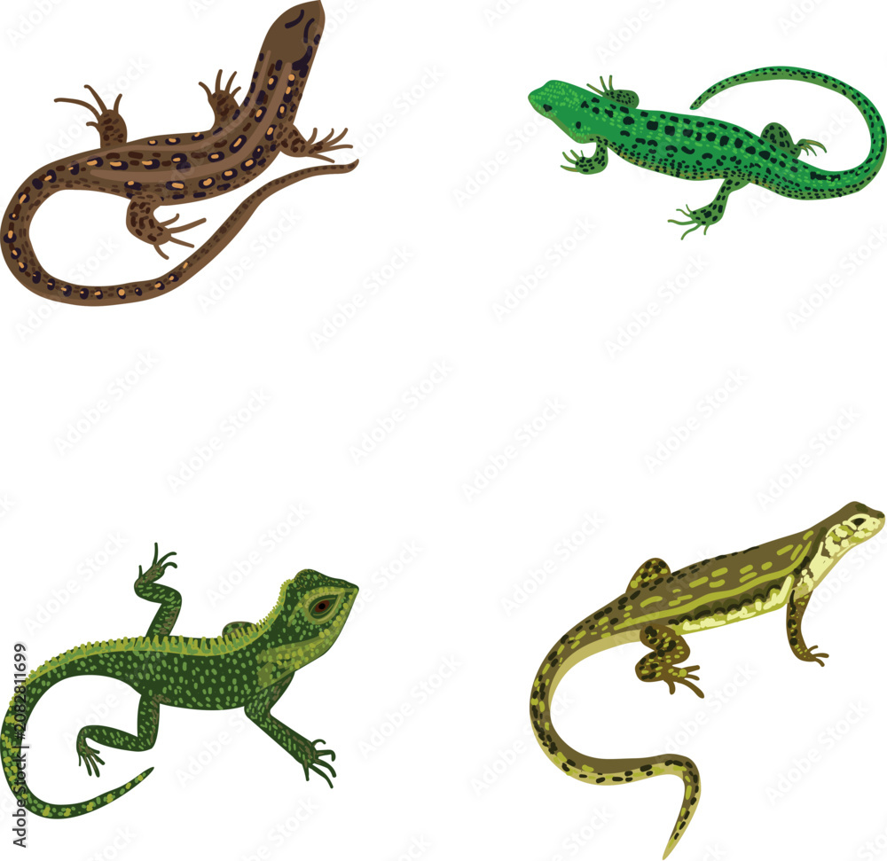 Fototapeta premium Different lizard species illustrating wildlife, fauna, and animal diversity concepts