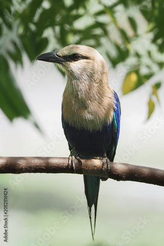 a lovely blue-bellied roller bird with a cream head perched on a brown tree branch, surrounded by bright green foliage, 02 july 2026 Indonesia