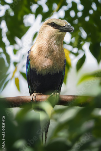 a lovely blue-bellied roller bird with a cream head perched on a brown tree branch, surrounded by bright green foliage, 02 july 2026 Indonesia