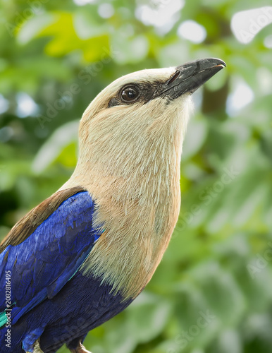 a lovely blue-bellied roller bird with a cream head perched on a brown tree branch, surrounded by bright green foliage, 02 july 2026 Indonesia