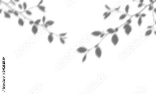 Fotografie Soft natural leaf shadows cast upon a clean on white background