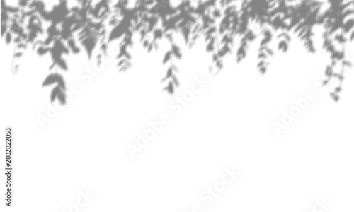 Dark natural leaf shadows cast across a bright on white background
