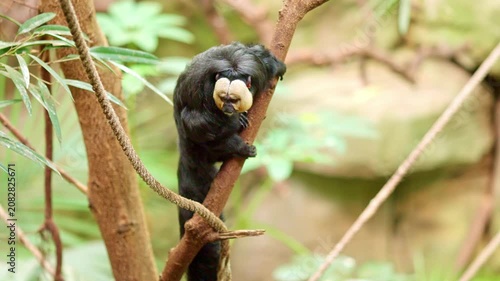 Curious white faced saki monkey climbing a tree branch