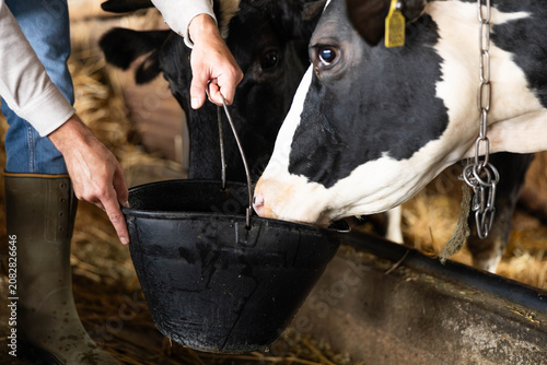 Schilderij op canvas Farmer giving feed out of a bucket to a holstein cow in a barn