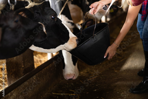 Foto Farmer woman feeding a black and white holstein cow from a bucket during daily f