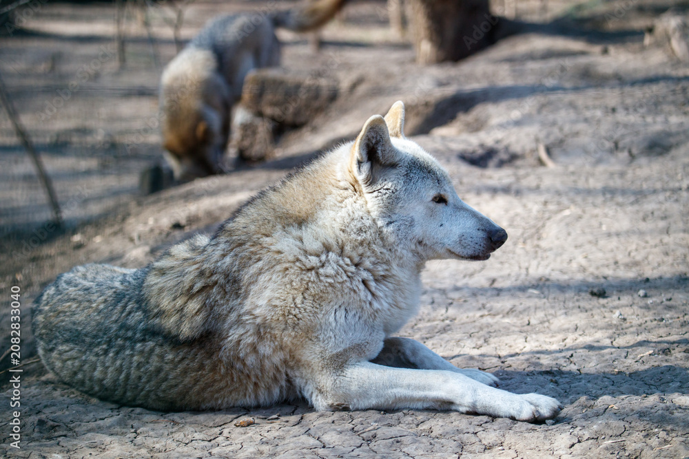 Fototapeta premium Gray wolf lying down, alert gaze, sunlight filtering through trees