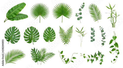 Collection of Various Green Tropical and Jungle Leaves for Nature and Botanical Design.