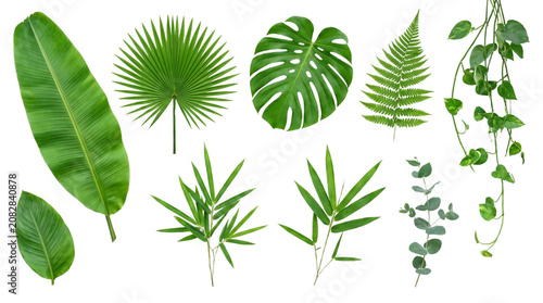 Collection of Various Green Tropical and Foliage Leaves for Design and Decoration.