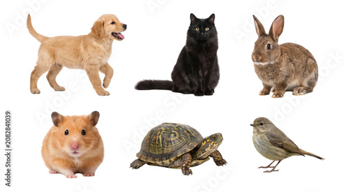 Collection of Various Animals Including Dog Cat Hamster Turtle and Bird.