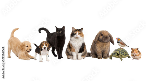 Group of Various Domestic and Wild Animals Sitting Together in a Line.