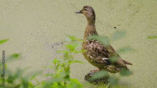 Female Mallard Duck (latin name Anas platyrhynchos) on Log in Pond with Duckweed. 4K wildlife video with copy space on the left. At the end of the clip, the duck jumps off the perch and swims away.