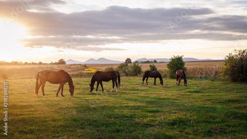 Herd of horses grazing grass on pasture during summer sunset. Rural scenery and tranquility landscape