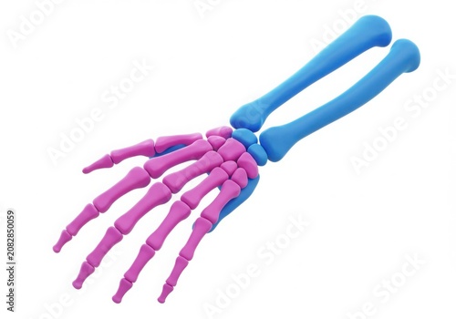 Colorful anatomical model of a human hand skeleton
