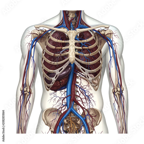 Photography Detailed 3D illustration of human internal anatomy showing circulatory and skele