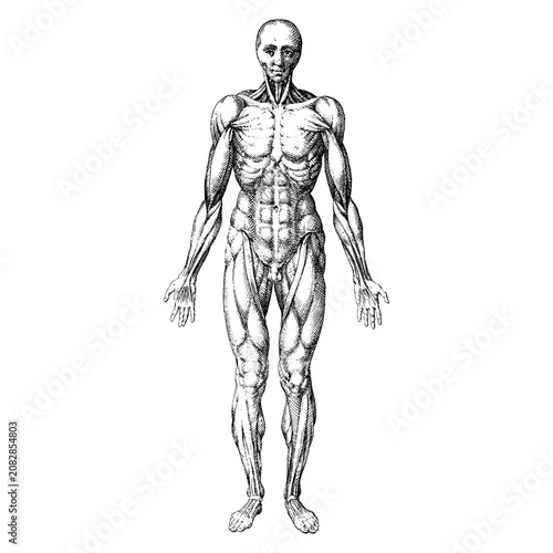 Detailed 3D anatomical wireframe model of a human male body in neutral pose for medical and educational use