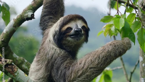 Three-toed sloth hanging from a branch in the rainforest